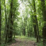 Bottomland Forests of the Louisiana Plains